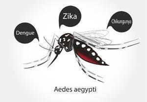 5 Aplicativos que Ajudam no Combate ao Aedes Aegypti